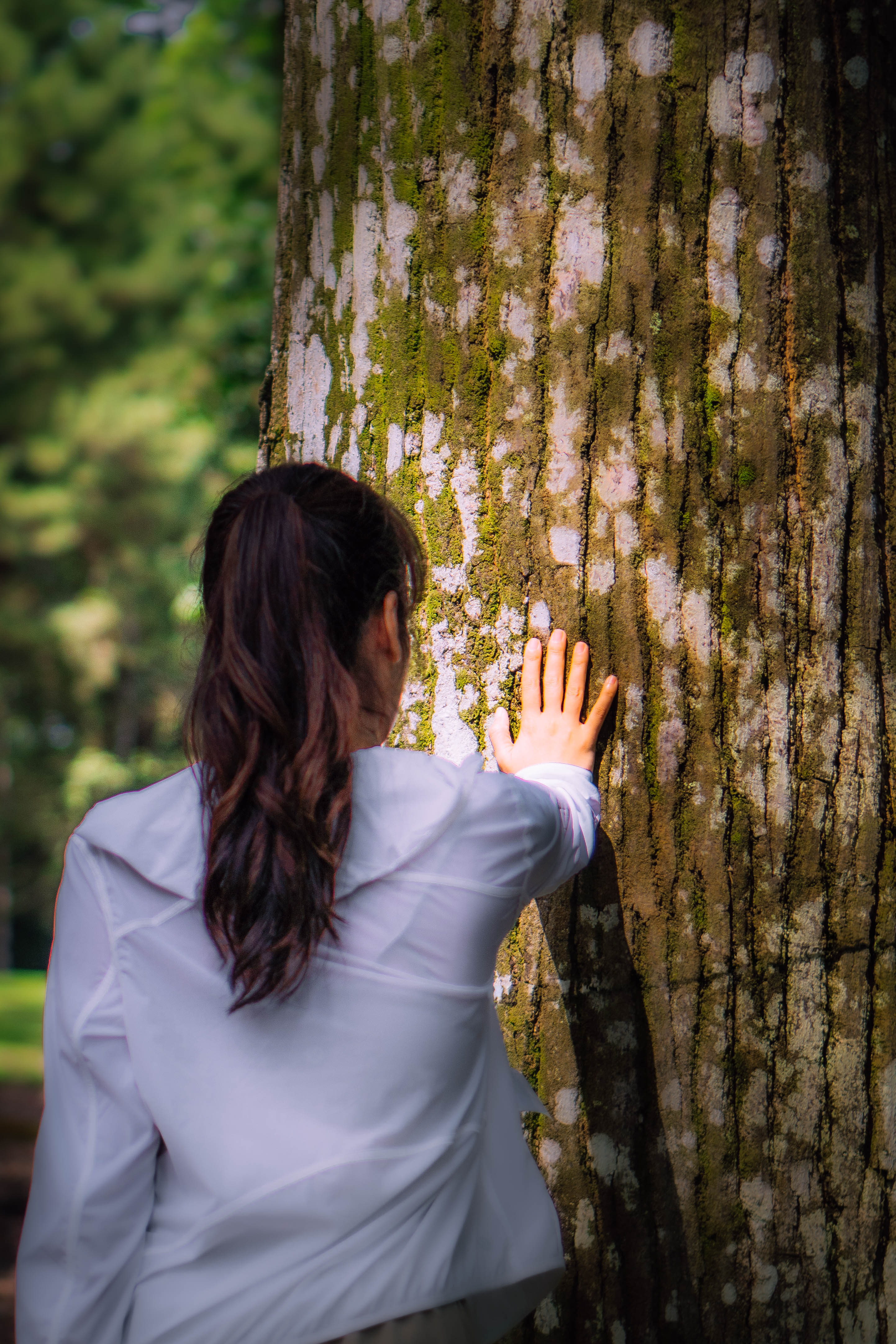 Hand pressing gently against a mossy forest tree